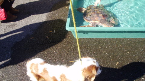 ウミガメ公園のウミガメと愛犬