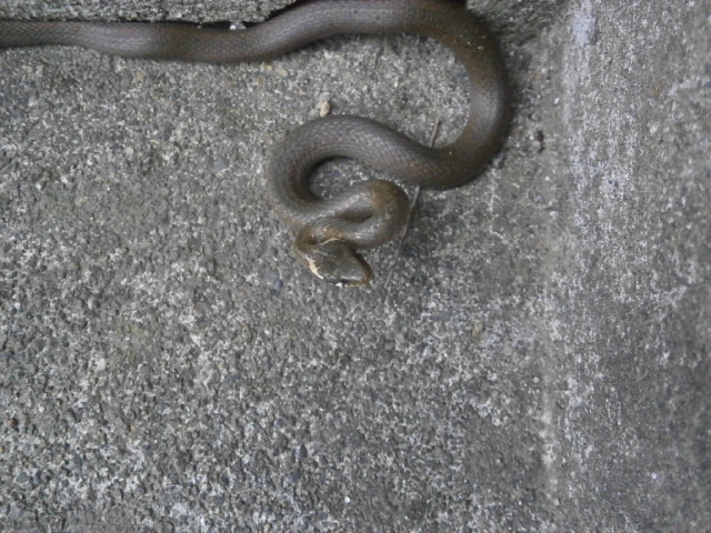 ジムグリ 日本固有種のヘビ 自由人の旅