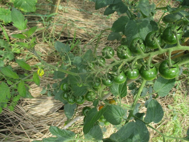 ミニトマトの茎下ろし 房の先端から新芽が出現 家庭菜園 自由人の旅