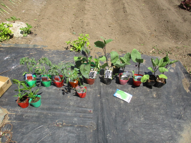 家庭菜園の夏野菜栽培始動21 自由人の旅