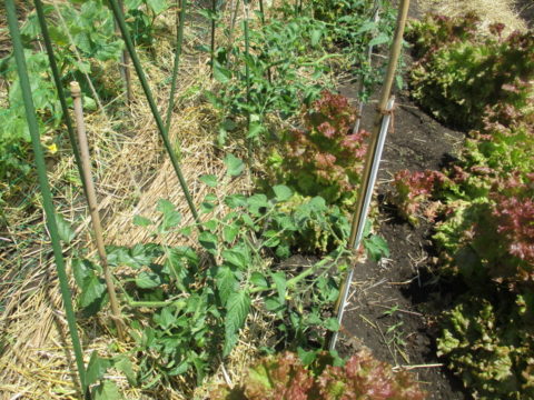 ミニトマトとナスの支柱設置 家庭菜園の夏野菜 自由人の旅