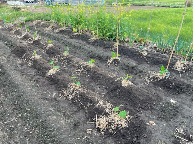 家庭菜園に夏野菜の苗を定植22 ミニトマト キュウリ ナス 唐辛子 ピーマン ズッキーニ 自由人の旅